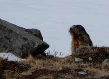 marmotte des Alpes